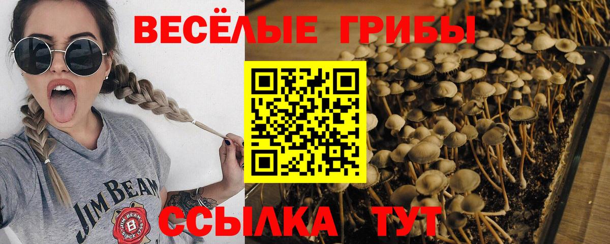 Псилоцибиновые грибы прущие грибы Великий Устюг